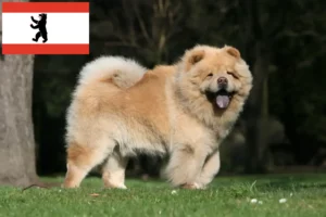 Read more about the article Chow-Chow tenyésztők és kiskutyák Berlinben