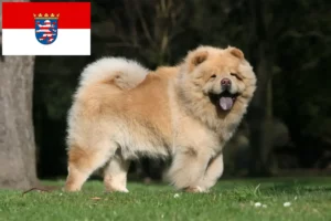 Read more about the article Chow-Chow tenyésztők és kiskutyák Hessenben