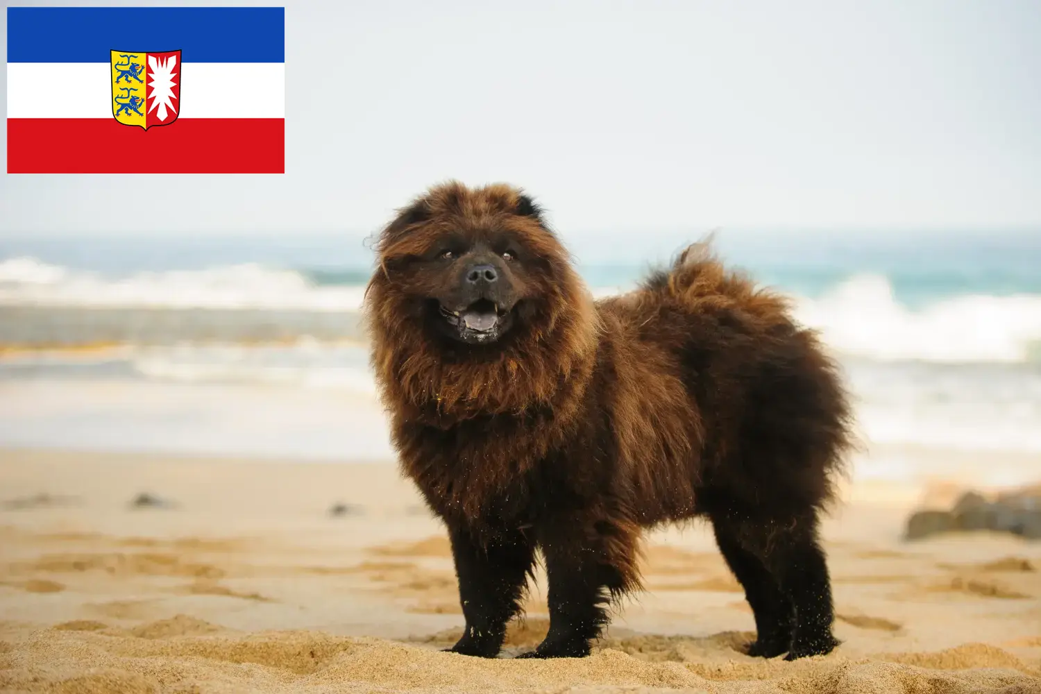 Read more about the article Chow-Chow tenyésztők és kiskutyák Schleswig-Holstein tartományban
