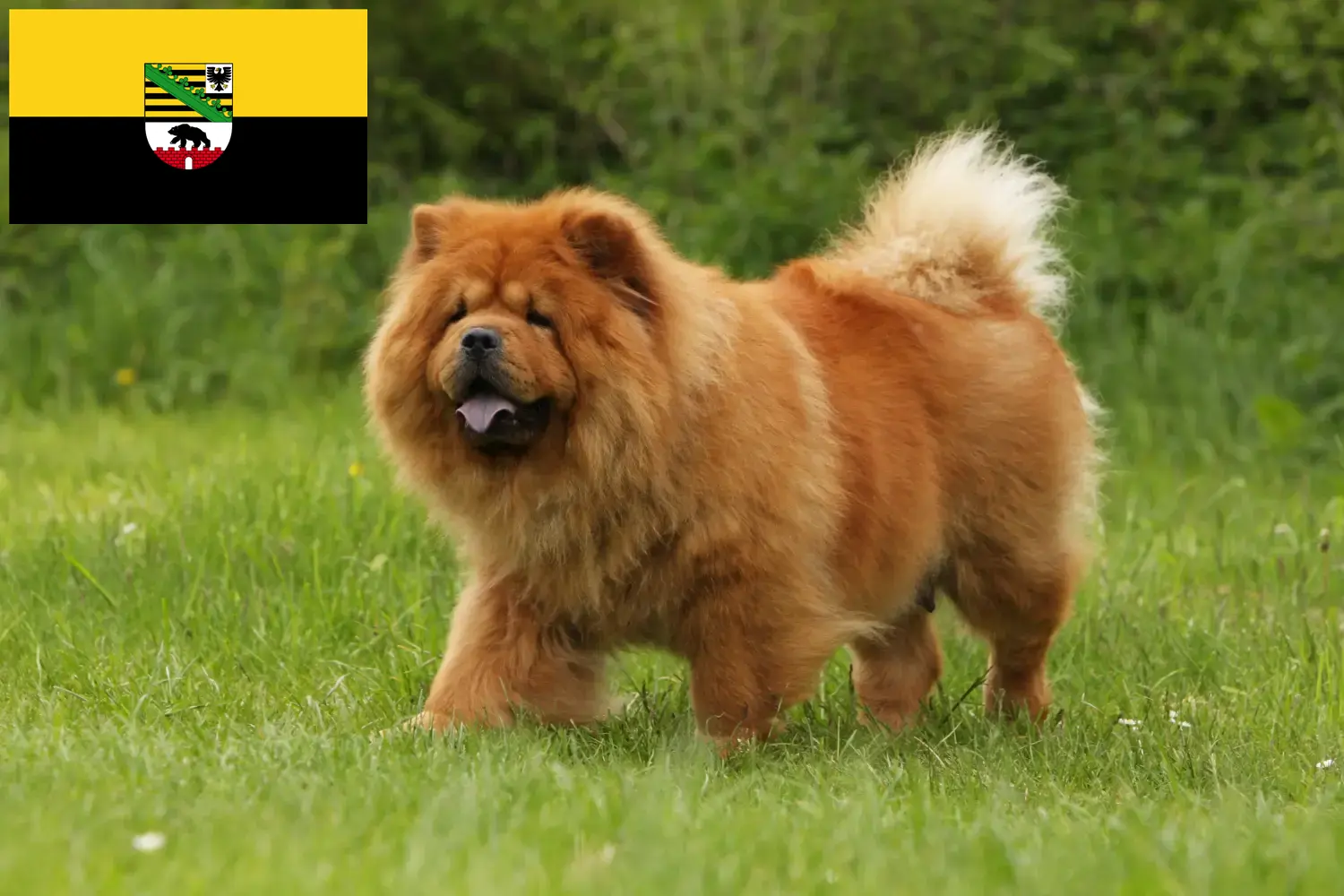 Read more about the article Chow-Chow tenyésztők és kiskutyák Szász-Anhaltban