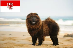 Read more about the article Chow-Chow tenyésztők és kölykök Brandenburgban