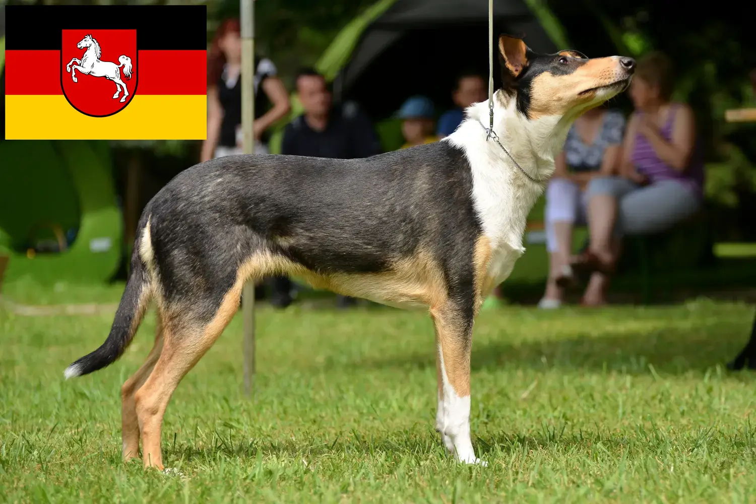 Collie kiskutyák és tenyésztők Alsó-Szászország Itt találhat Collie tenyésztőket Alsó-Szászországban.