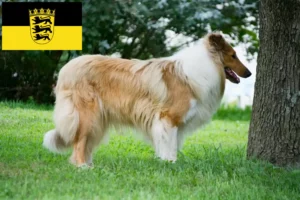 Read more about the article Collie tenyésztők és kölykök Baden-Württembergben