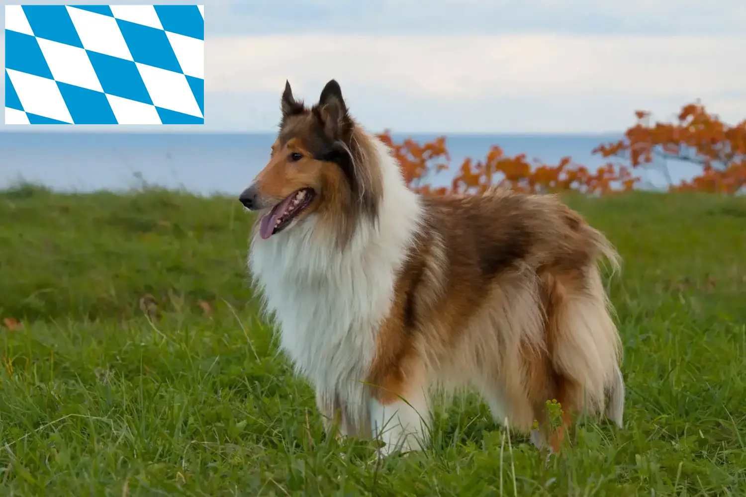 Collie kiskutyák és tenyésztők Bajorország Itt találhat Collie tenyésztőket Bajorországban.