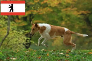 Read more about the article Collie tenyésztők és kiskutyák Berlinben