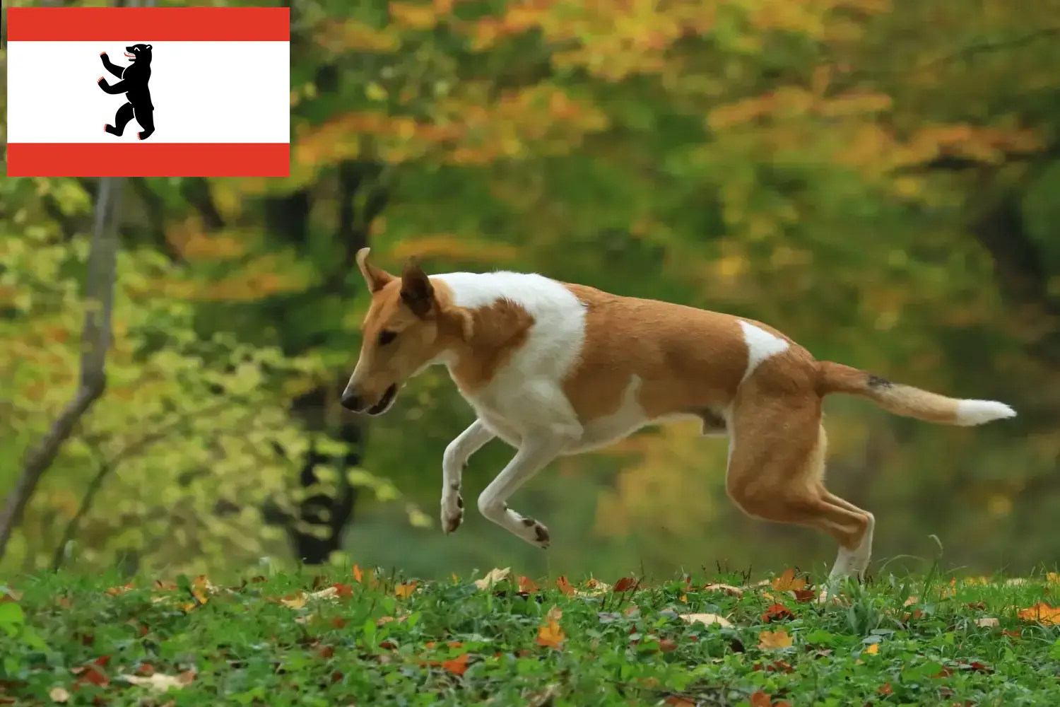 Read more about the article Collie tenyésztők és kiskutyák Berlinben
