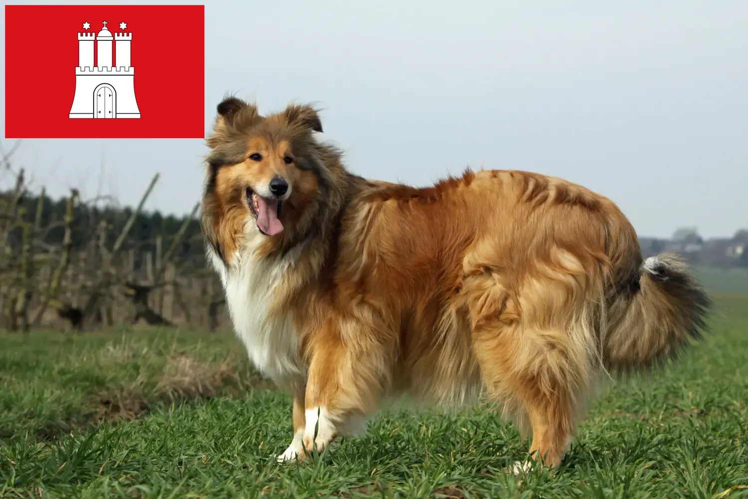 Collie kiskutyák és tenyésztők Hamburg Itt megtalálja a hamburgi collie tenyésztőket.