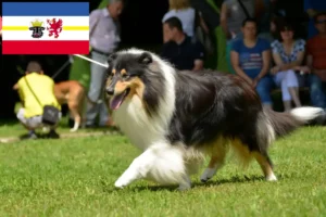 Read more about the article Collie tenyésztők és kiskutyák Mecklenburg-Vorpommern tartományban