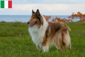 Read more about the article Collie tenyésztők és kiskutyák Olaszországban