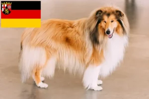 Read more about the article Collie tenyésztők és kiskutyák Rajna-vidék-Pfalzban