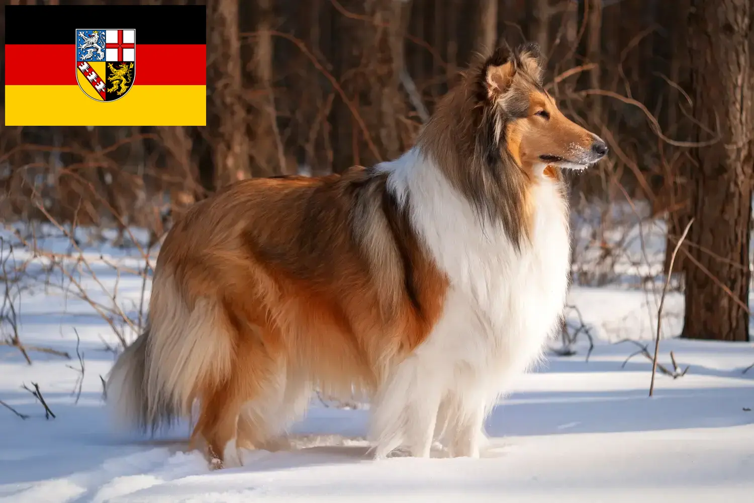 Read more about the article Collie tenyésztők és kölykök Saarlandban