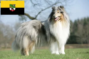 Read more about the article Collie tenyésztők és kiskutyák Szász-Anhaltban