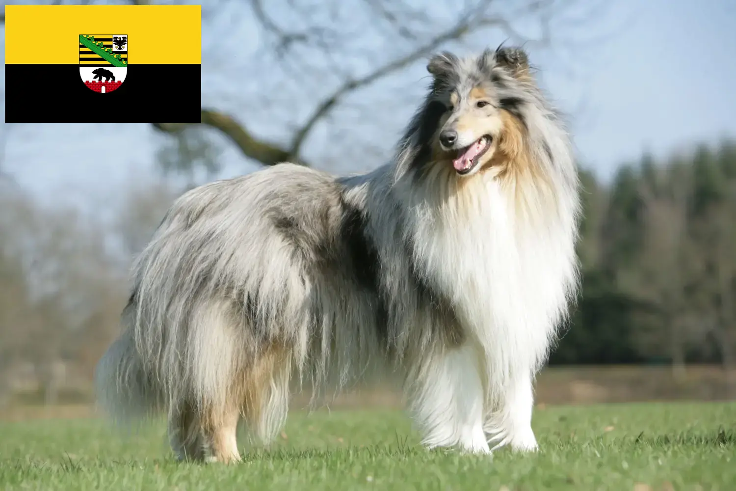 Read more about the article Collie tenyésztők és kiskutyák Szász-Anhaltban