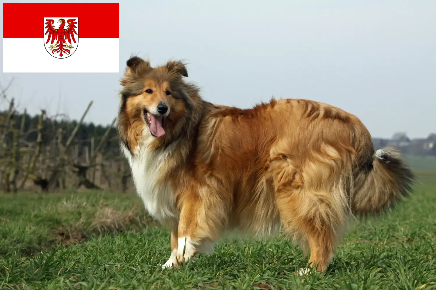 Collie kiskutyák és tenyésztők Brandenburg Itt találhat Collie tenyésztőket Brandenburgban.