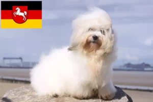 Read more about the article Coton de Tuléar tenyésztők és kölykök Alsó-Szászországban