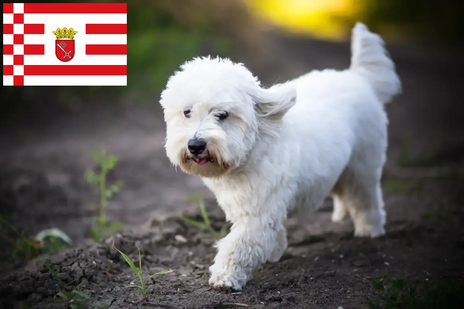 Read more about the article Coton de Tuléar tenyésztők és kölykök Brémában