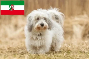 Read more about the article Coton de Tuléar tenyésztők és kiskutyák Észak-Rajna-Vesztfália területén