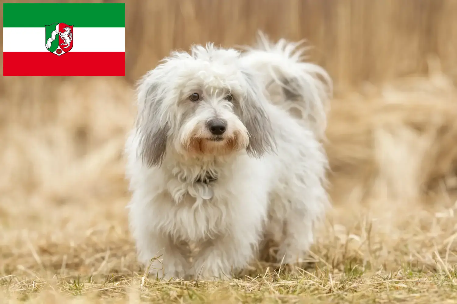 Read more about the article Coton de Tuléar tenyésztők és kiskutyák Észak-Rajna-Vesztfália területén