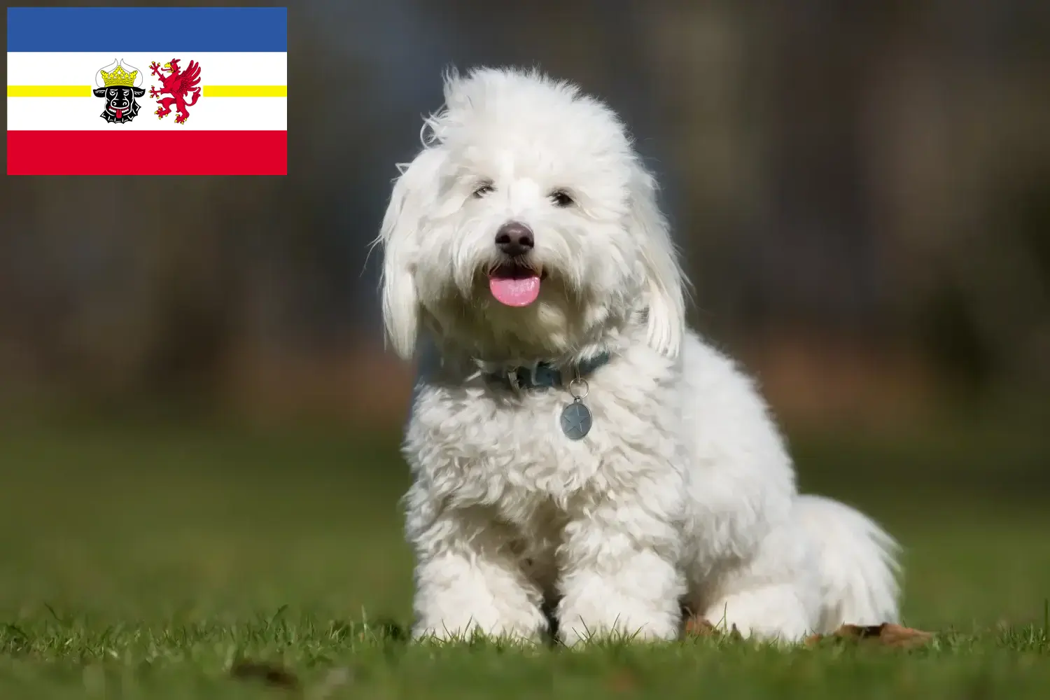 Coton de Tuléar kölyökkutyák és tenyésztők Mecklenburg-Vorpommern Itt találhat Coton de Tuléars tenyésztőket Mecklenburg-Elő-Pomeránia területén.