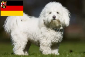 Read more about the article Coton de Tuléar tenyésztők és kölykök Rajna-vidék-Pfalzban