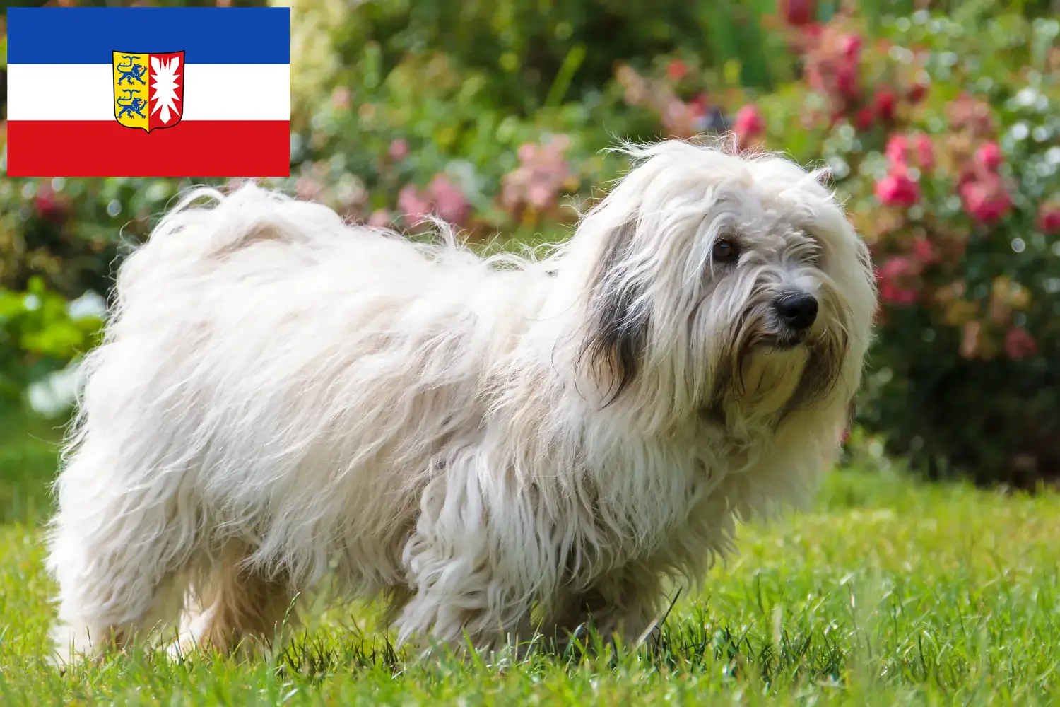 Read more about the article Coton de Tuléar tenyésztők és kölykök Schleswig-Holstein tartományban