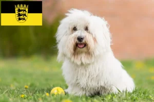 Read more about the article Coton de Tuléar tenyésztők és kölykök Baden-Württembergben