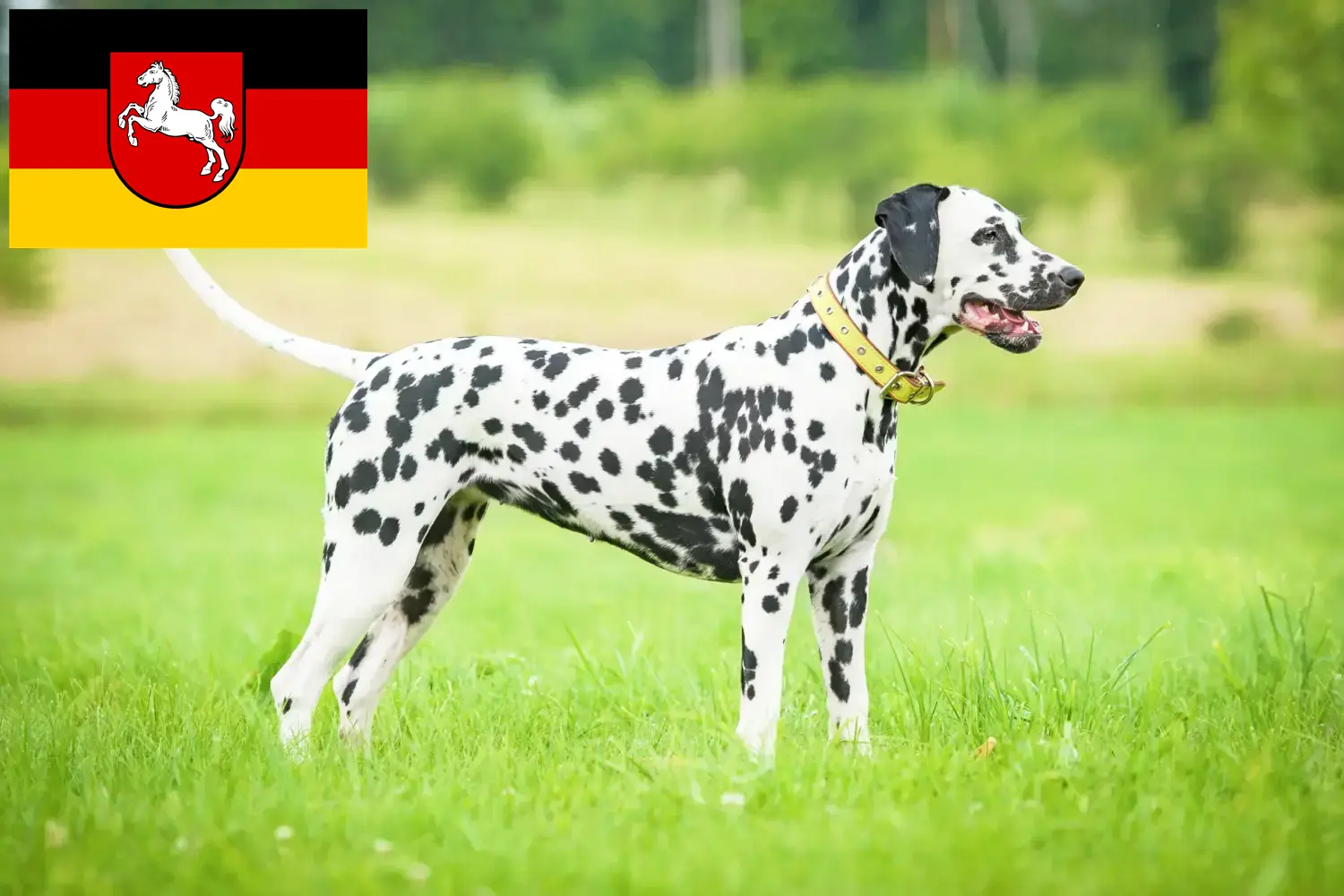 Dalmata kölyökkutyák és tenyésztő Alsó-Szászországban Itt találhat dalmata tenyésztőket Alsó-Szászországban.