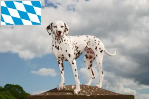 Read more about the article Dalmata tenyésztők és kiskutyák Bajorországban