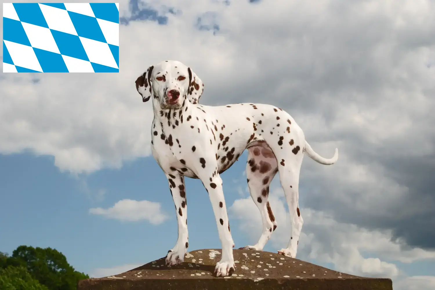 Dalmata kölyökkutyák és tenyésztők Bajorországban Itt talál dalmata tenyésztőket Bajorországban.