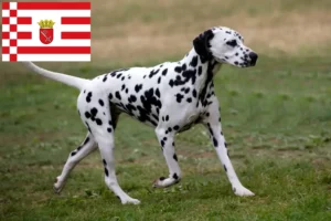 Read more about the article Dalmata tenyésztők és kiskutyák Brémában