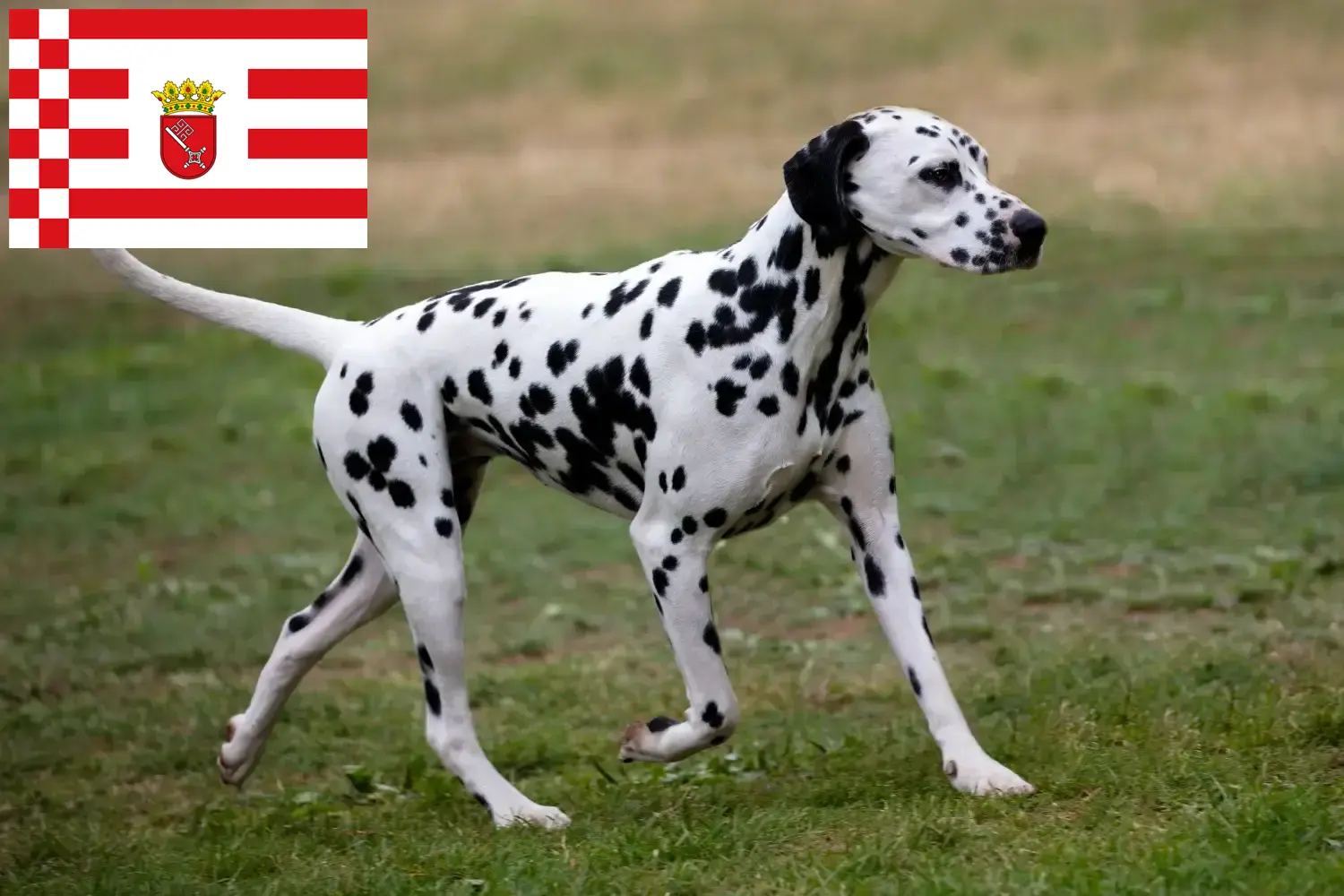 Dalmata kölyökkutyák és tenyésztők Bréma Bréma-i dalmata tenyésztőket itt talál.