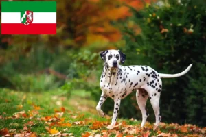 Read more about the article Dalmata tenyésztők és kiskutyák Észak-Rajna-Vesztfália területén
