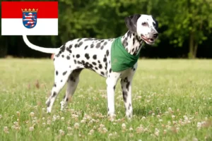 Read more about the article Dalmata tenyésztők és kiskutyák Hessenben