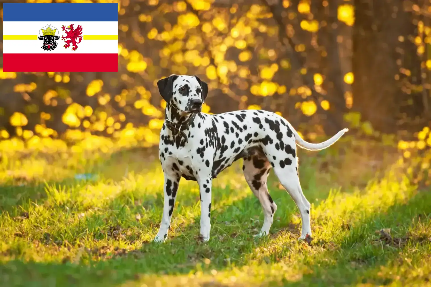 Dalmata kölyökkutyák és tenyésztők Mecklenburg-Vorpommern tartományban Itt talál dalmata tenyésztőket Mecklenburg-Elő-Pomeránia területén.