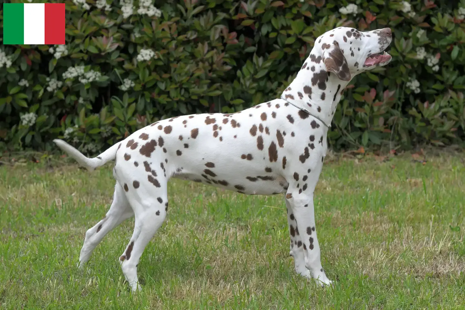 Dalmata kölyökkutyák és tenyésztők Olaszországban Olaszországi dalmata tenyésztőket itt talál.