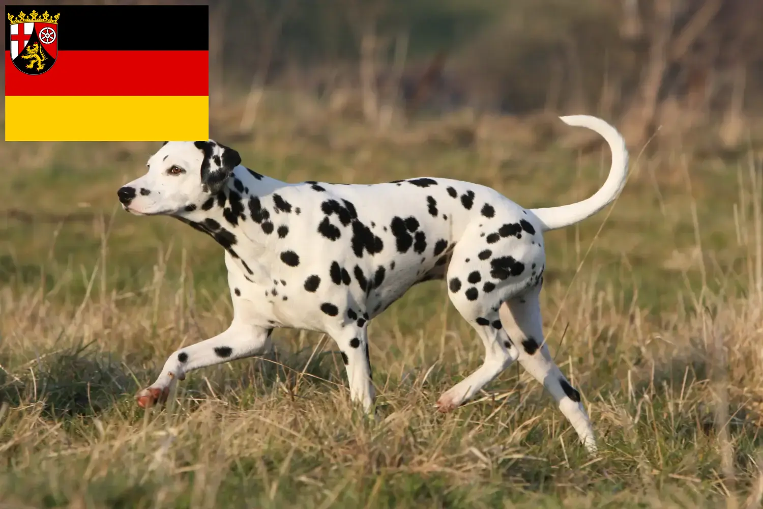 Dalmata kölyökkutyák és tenyésztők Rajna-vidék-Pfalz Itt talál dalmatinatenyésztőket Rajna-vidék-Pfalzban.