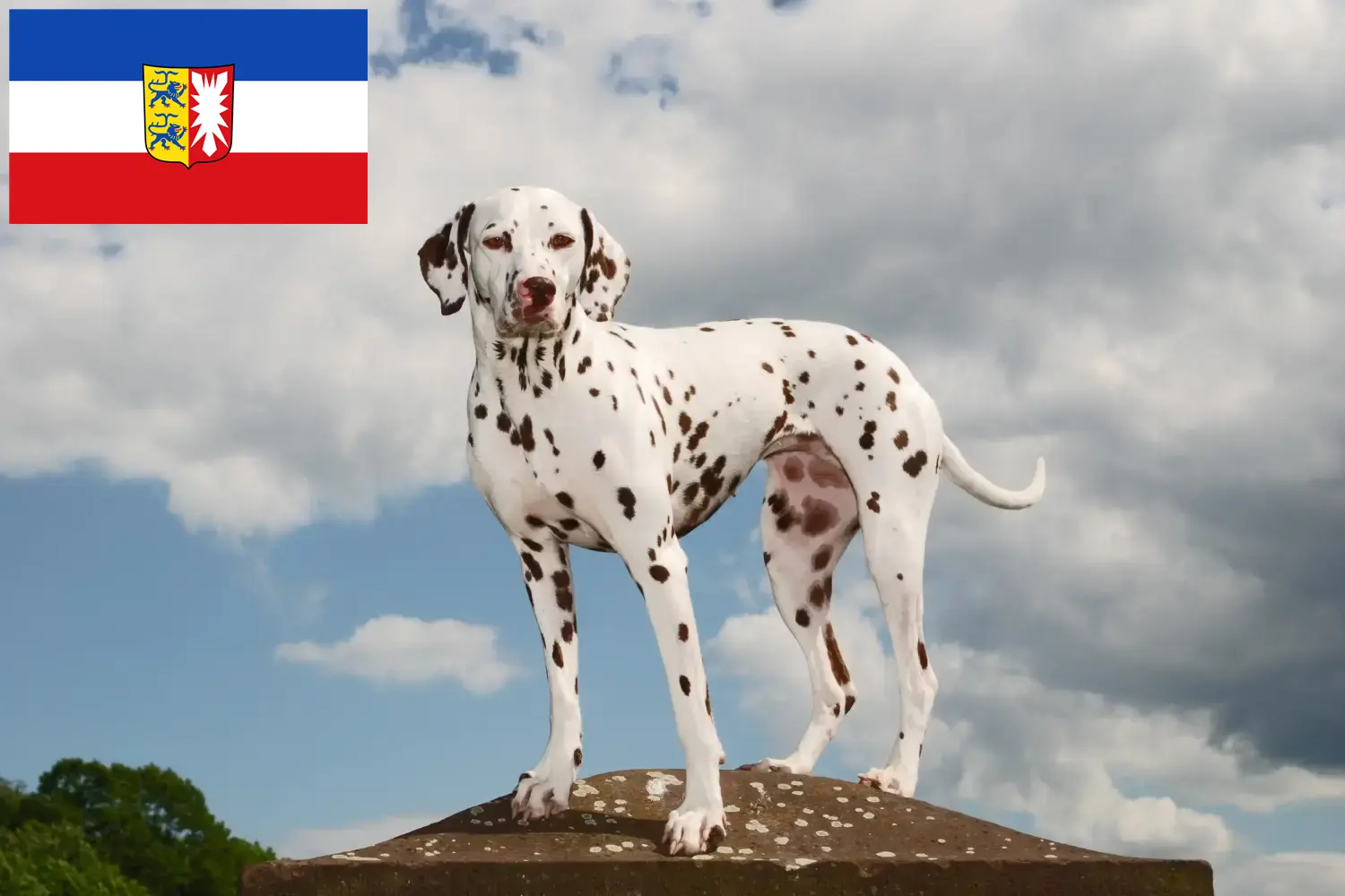 Dalmata kölyökkutyák és tenyésztők Schleswig-Holstein Itt találhat dalmata tenyésztőket Schleswig-Holsteinben.
