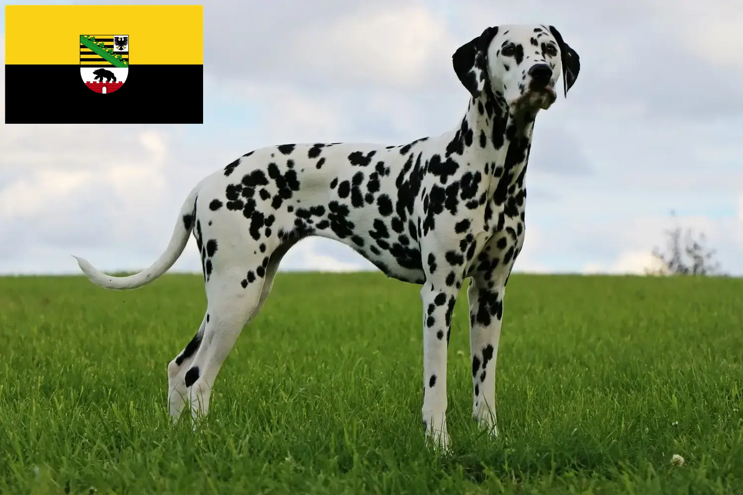 Dalmata kölyökkutyák és tenyésztők Szász-Anhalt tartomány Itt talál dalmata tenyésztőket Szász-Anhaltban.