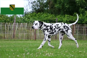 Read more about the article Dalmata tenyésztők és kölykök Szászországban