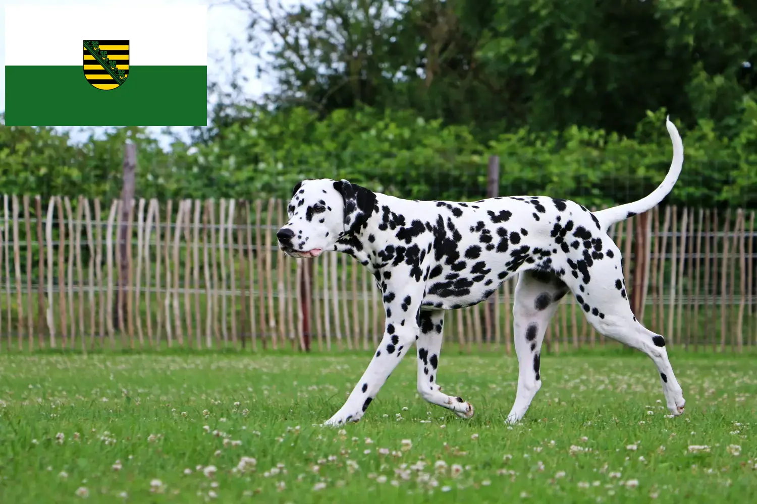 Dalmata kölyökkutyák és tenyésztők Szászországban Itt szászországi dalmata tenyésztőket talál.