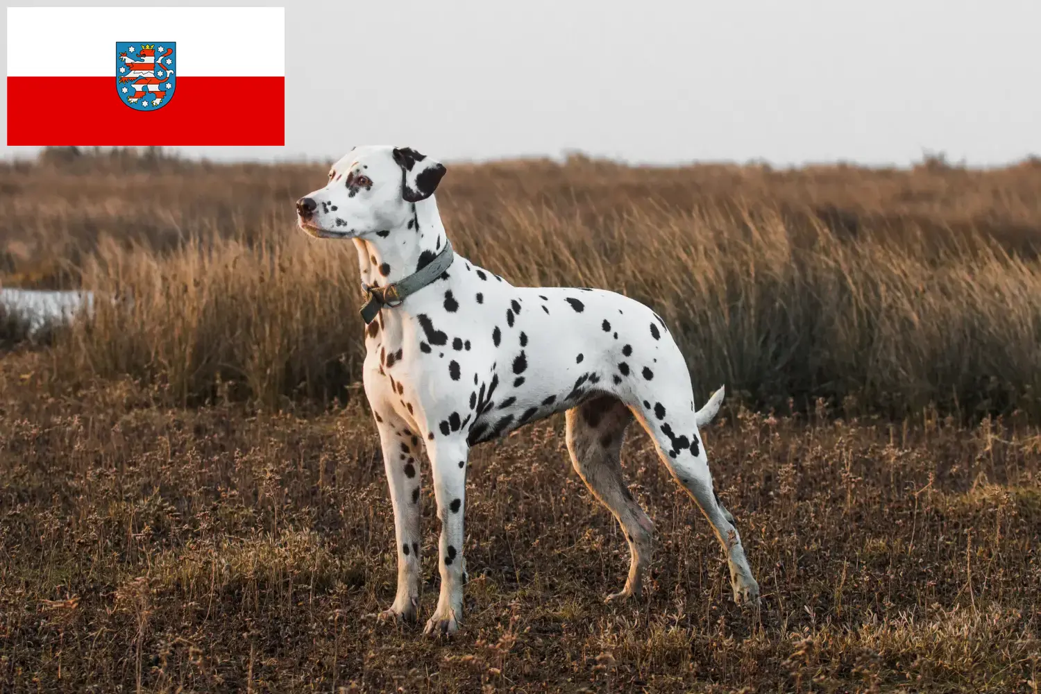 Dalmata kölyökkutyák és tenyésztők Türingia Itt talál dalmatinatenyésztőket Türingiában.