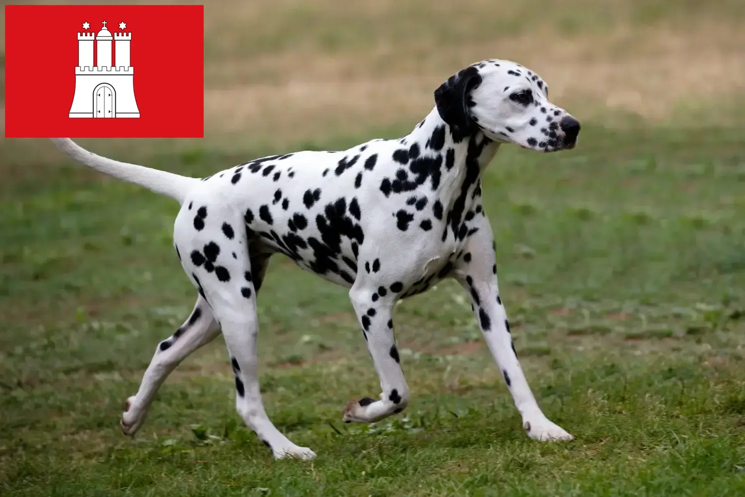 Dalmata kölyökkutyák és tenyésztők Hamburg Hamburgi dalmata tenyésztőket itt találsz.