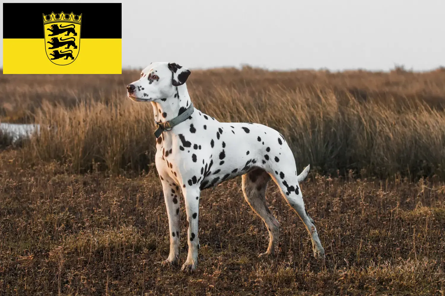Dalmata kölyökkutyák és tenyésztők Baden-Württembergben Itt talál dalmata tenyésztőket Baden-Württembergben.