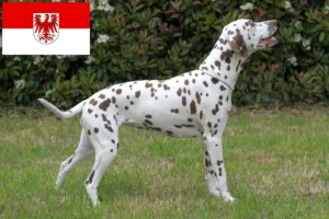 Read more about the article Dalmata tenyésztők és kölykök Brandenburgban