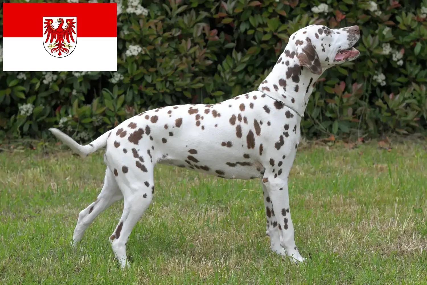 Dalmata kölyökkutyák és tenyésztők Brandenburgban Itt találhat dalmata tenyésztőket Brandenburgban.