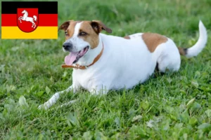 Read more about the article Dán-svéd farmkutyatenyésztők és kiskutyák Alsó-Szászországban
