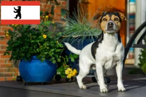 Read more about the article Dán-svéd farmkutyatenyésztők és kölykök Berlinben