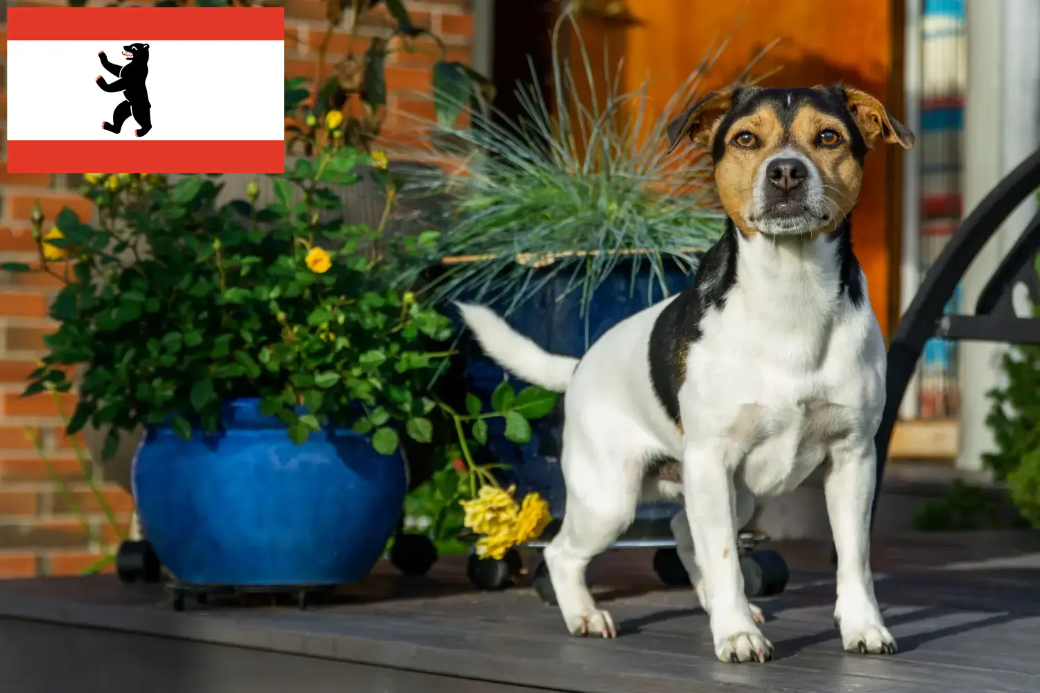 Read more about the article Dán-svéd farmkutyatenyésztők és kölykök Berlinben