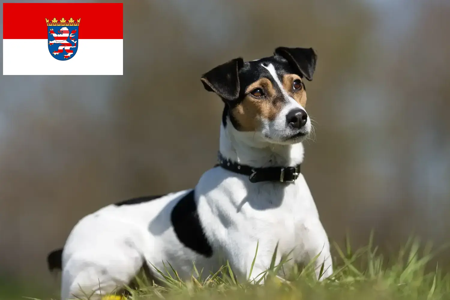 Read more about the article Dán-svéd farmkutyatenyésztők és kölykök Hessenben