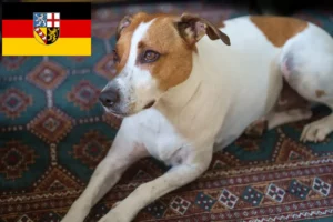 Read more about the article Dán-svéd farmkutyatenyésztők és kölykök Saar-vidéken